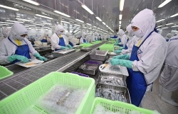 Australia is the second-largest shrimp import market of  Vietnam in the CPTPP