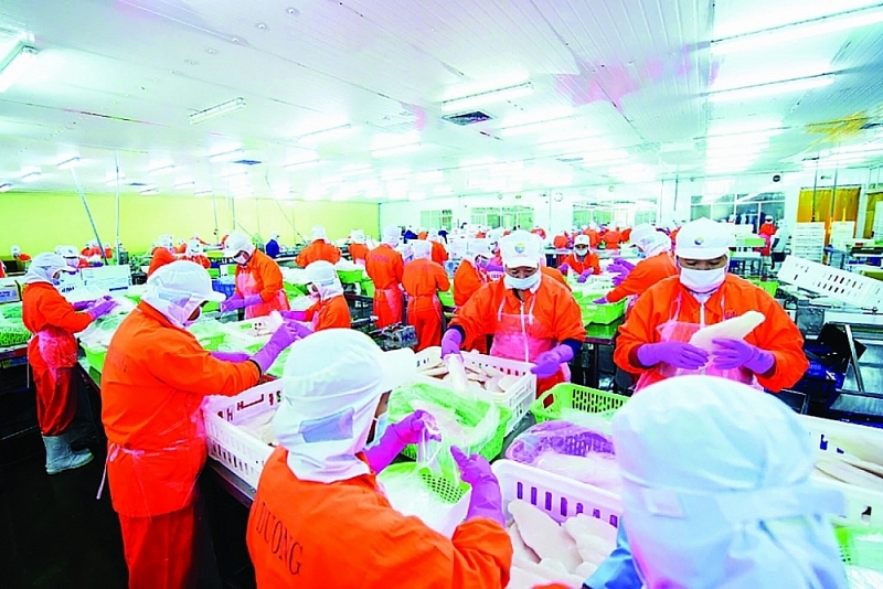 Processing pangasius for export at Nam Viet Company. Photo: provided by enterprises.