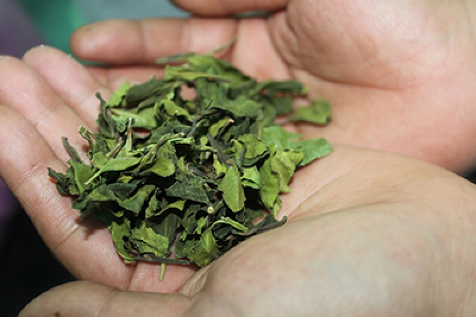 discover tons of khat leaves inside imported container