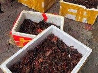 Market management prevent online trading of crawfish