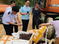 Lao Cai Customs: Seize large quantity of smuggled crawfish
