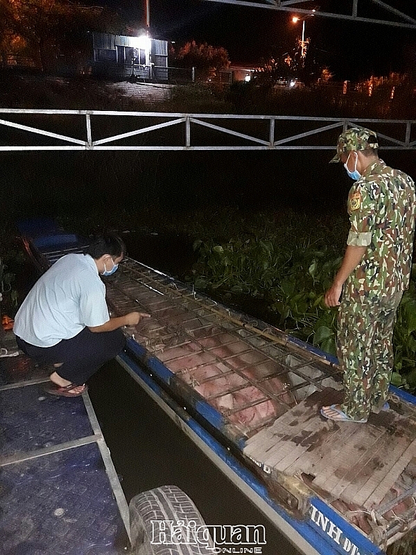 an giang customs seizes smuggled pigs