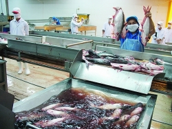 What is constraining production and export of shrimp and shutchi catfish?