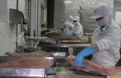 Tuna exports to many markets increase dramatically