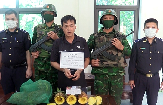 Ha Tinh Customs coordinated to arrest a person hiding drugs in pineapples
