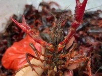 Is processed crawfish banned from import?