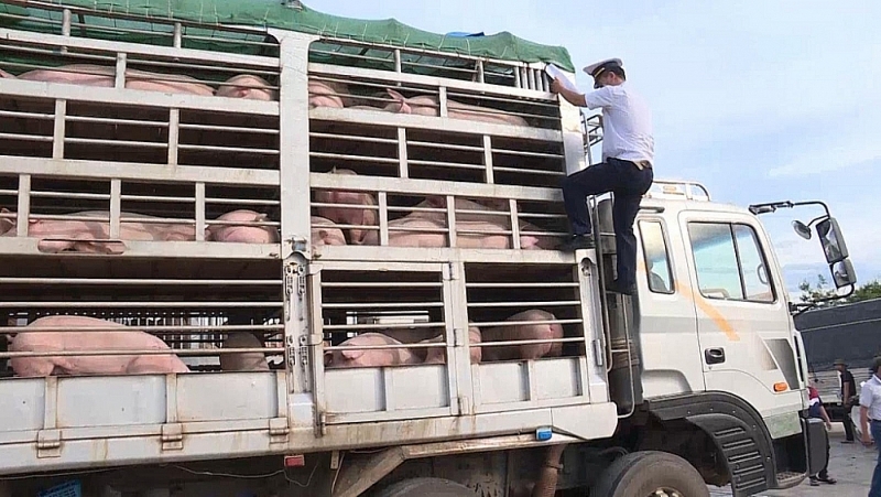 no cheating in import procedure of pigs through lao bao border gate