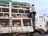 No cheating in import procedure of pigs through Lao Bao border gate