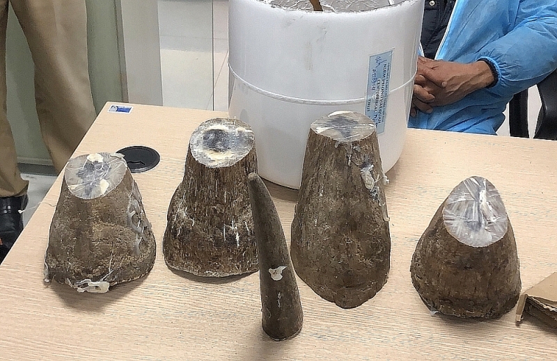 Exhibits of 7.8 kg of rhino horn were seized by the Van Don Airport Customs Working Group in December 2020.