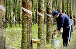 Market trend changes and how to export rubber sustainably?