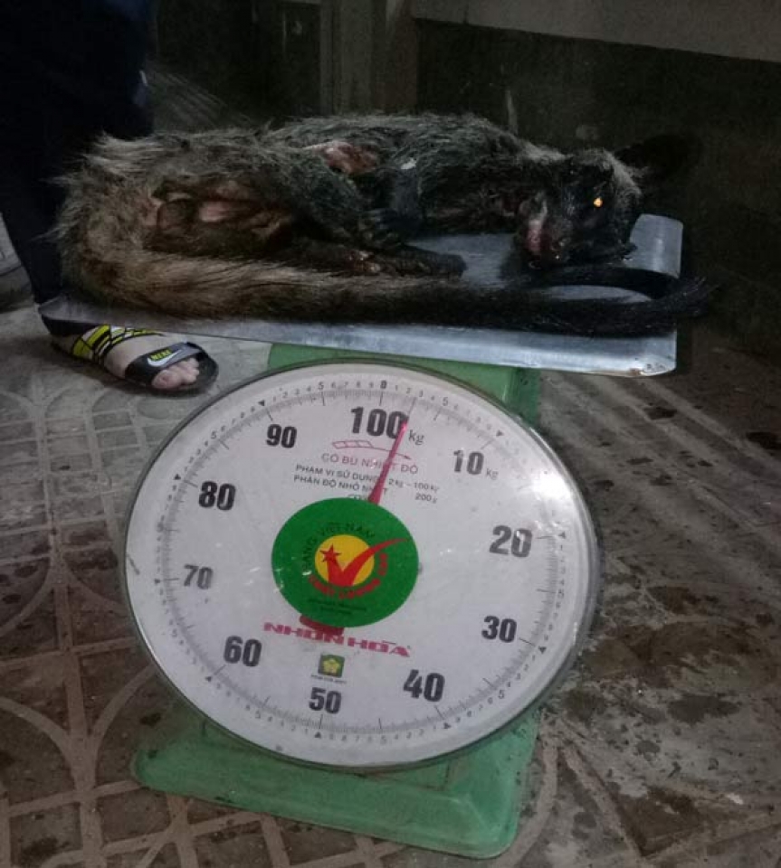 quang nam customs seize a case of illegal transport wild animal