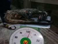Quang Nam Customs seize a case of illegal transport wild animal