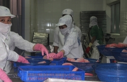 Businesses complain of difficulties, Veterinary agencies carry out online quarantine