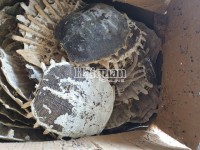 Hai Phong Customs seize container of tortoise shells, cosmetics and used electronic devices