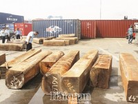Stopping a case of exporting timber for tax fraud