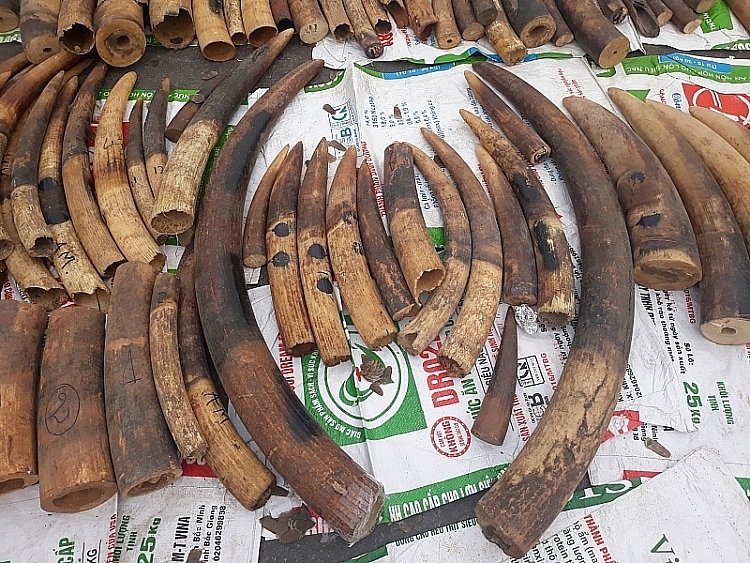Ivory was discovered and seized by Hai Phong Customs in January 2019. Photo: T.Bình.
