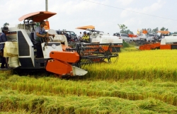 Ministry of Industry and Trade proposes urgent solutions to solve difficulties in rice consumption to the Prime Minister