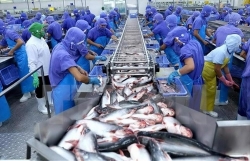 Room for exporting sutchi catfish to CPTPP countries