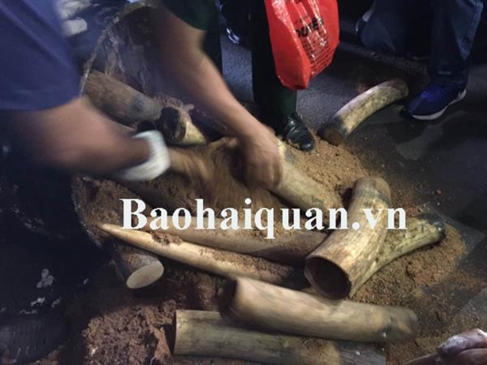 seize lots of ivory from 2 transit container of asphalt