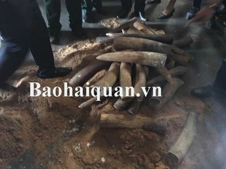 seize lots of ivory from 2 transit container of asphalt