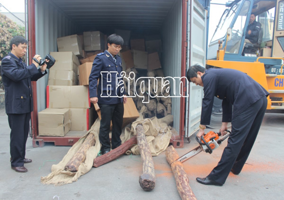 discover 2 container of padouk wood under the cloak of honduran mahogany wood