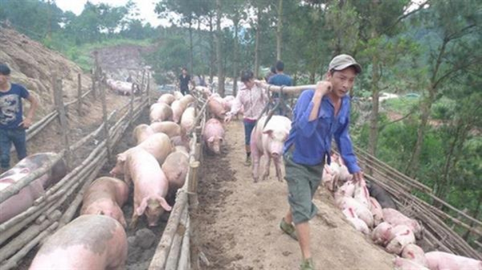 how do the border areas prevent african swine fever