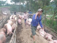 How do the border areas prevent African swine fever?