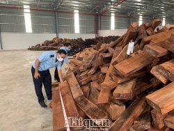 Complete examination of 60 containers of fined wood