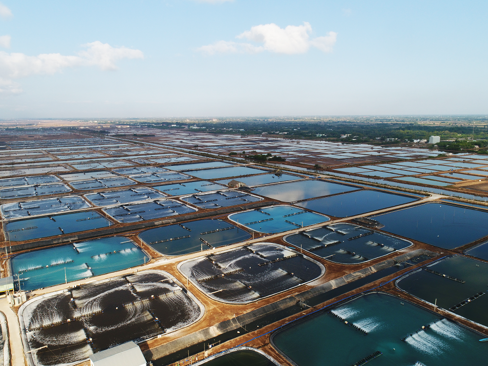 Shrimp farming area of Sao Ta Food Company, a member of PAN Group. Photo: PAN Group