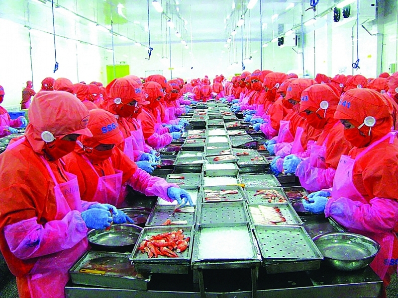 Vietnam is considered the largest shrimp supplier to Korea. Photo: ST