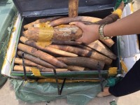 Customs seized 309kg suspected ivory via air