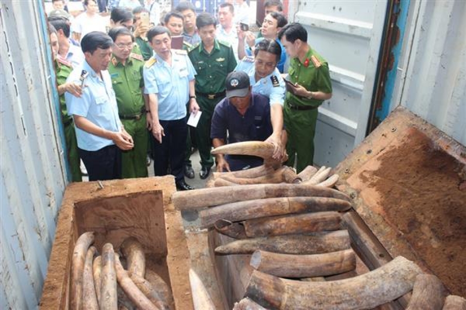 prosecute the smuggling case of more than 2 tons of ivory through cat lai