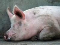 Customs concentrate on preventing African swine fever (ASF)
