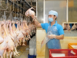 Find export markets to save poultry industry