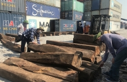 Clarifying the alliance in smuggling of 850m3 of narra padauk wood