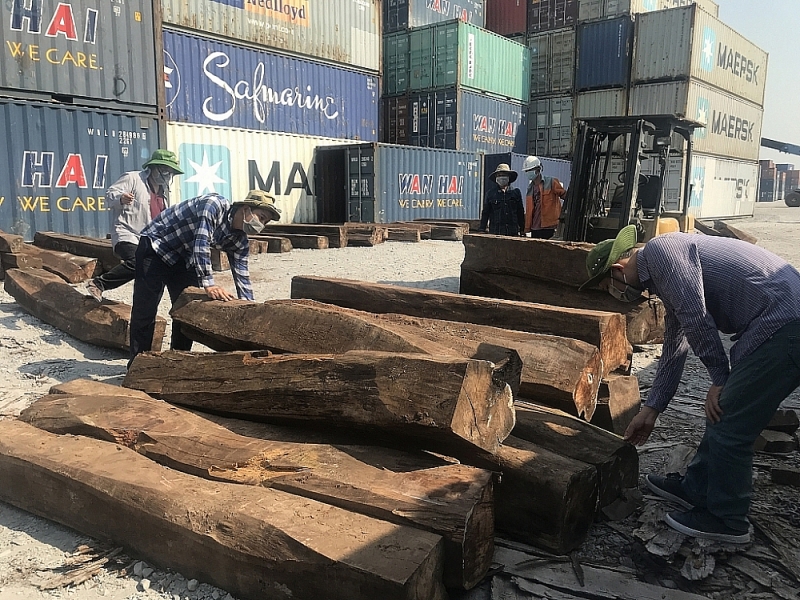 The shipment of 50 smuggled wood. Photo:T.H