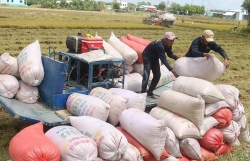 Rice export price highest in the past two months