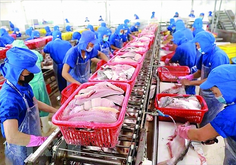 Pangasius exports to the US show many positive signs. Photo: V.S