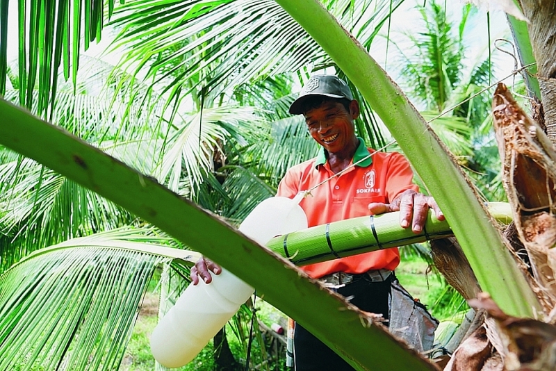 Khmer people in Tra Vinh.have made a fortune from Sokfarm's coconut nectar products. Photo: DNCC