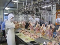 Vietnam pushes to export chicken to Japan in 2017