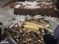 More than 600kg ivory hidden in 2 containers of imported wood