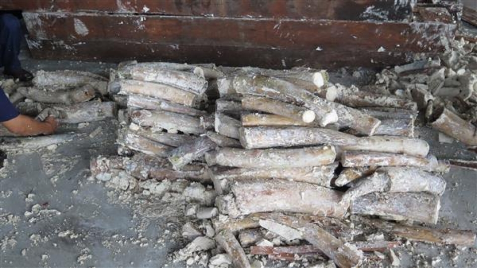 suspend the investigation of 4 cases of smuggling ivory