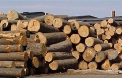 Solving difficulties in the implementation of export procedures for wood