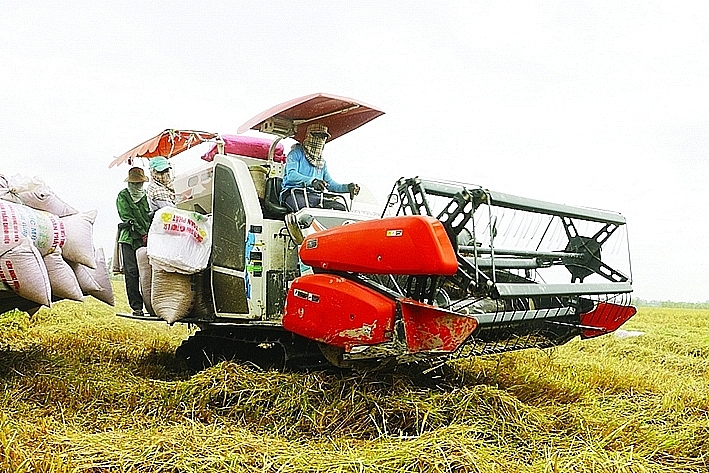 In 2021, it is forecast that Vietnam will export about 6 million tons, and the rice export market in 2022 is also quite positive. Photo: N.Thanh