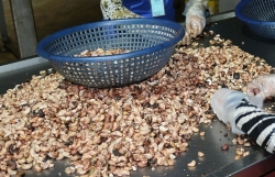 Binh Phuoc Customs: Reorganise the import and export activities of cashew nut