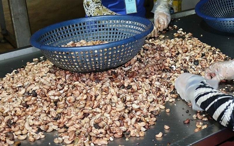 The act of smuggling cashew nuts by enterprises causes great losses to the state budget. Photo: N.H