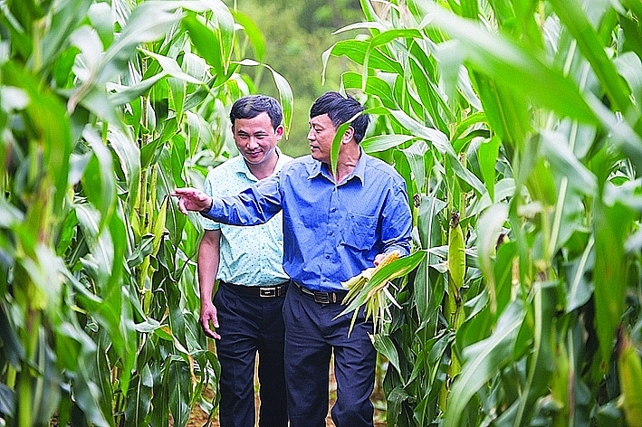Vietnam needs to focus on developing high-quality maize, genetically modified corn for outstanding productivity to gradually meet the requirements of animal feed ingredients. Photo: N.Thanh