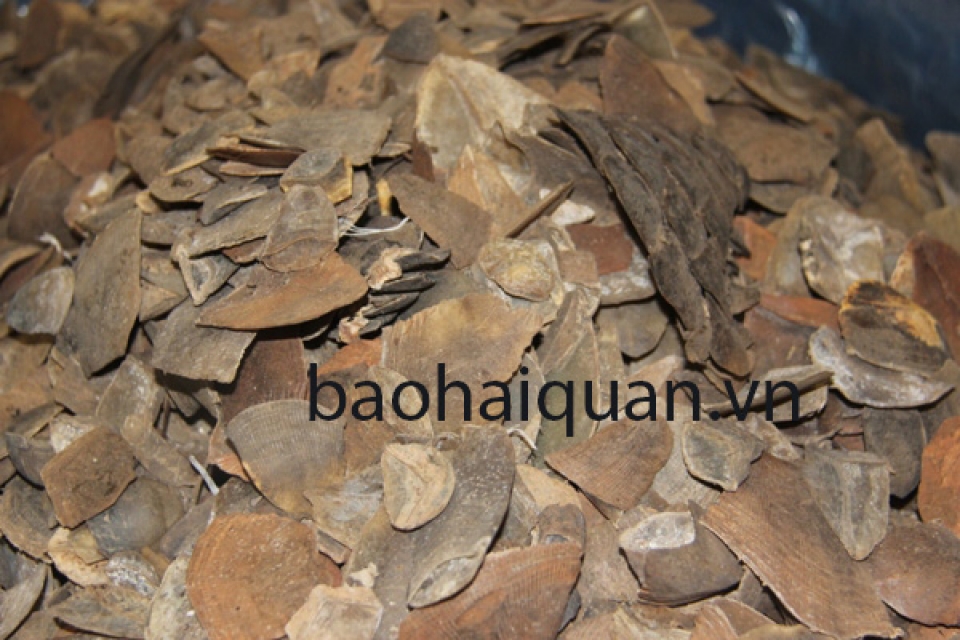 customs discovered 1083 kg of smuggled pangolin scales and shark fins