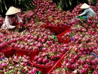 Export growth of fruit and vegetable this year is less than a quarter of the previous year