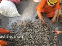 Discover nearly 500kg of dried seahorses importing without declaration
